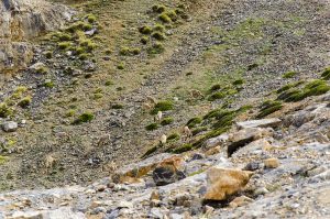 wildlife at nakee la