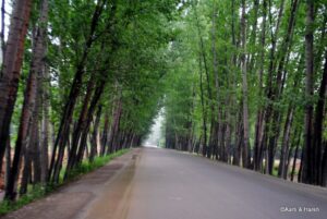 srinagar to delhi by road