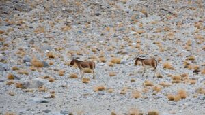 leh ladakh bike trip from jammu