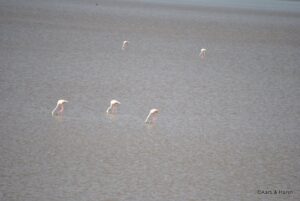 Flamingos in the lake