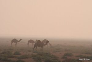 herd of wild camels