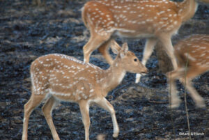 deer in jim corbett park