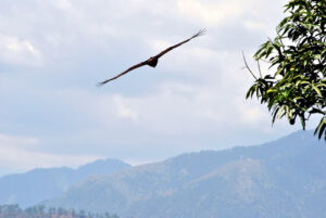 delhi to patnitop road trip