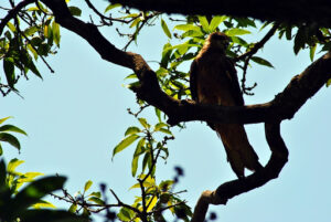 delhi to patnitop road trip