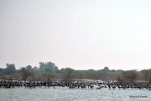 Some birds at a lake en route Dholavira