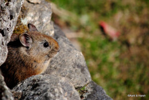 delhi to pabbar valley