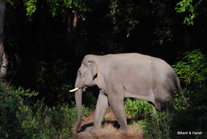 delhi to jim corbett national park