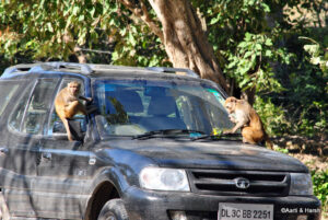 delhi to jim corbett road trip