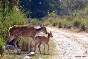 delhi to jim corbett road trip