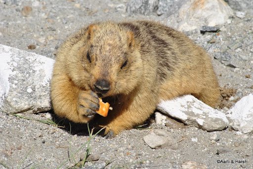 The enterprising marmot