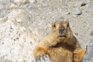 The enterprising marmot
