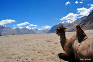 Bactrian Camel at Nubra​