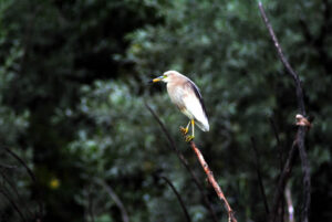 Pond Heron on the Dal​