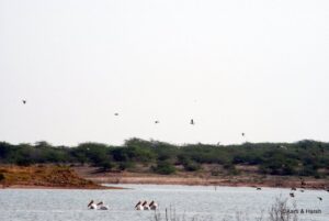 rann of kutch road trip