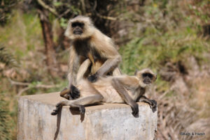 langurs