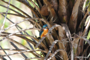 kingfisher