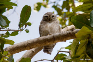 ranthambore fort and tiger reserve