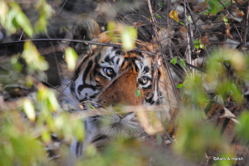tiger sighting