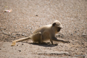 ranthambore fort and tiger reserve