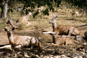ranthambore fort and tiger reserve