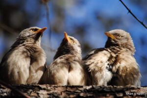ranthambore fort and tiger reserve