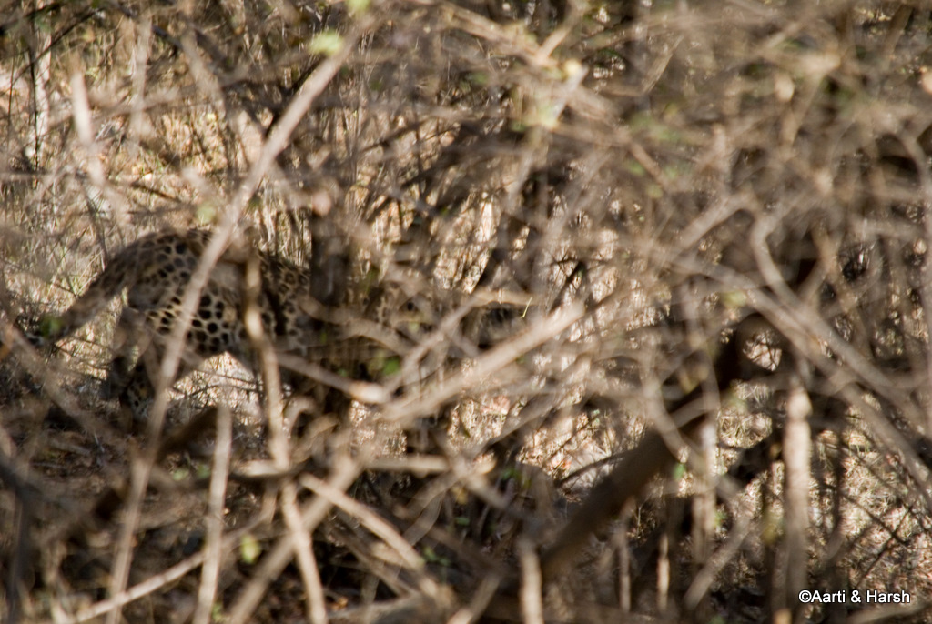 leopard in ranthambore