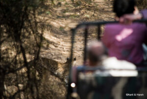 leopard in ranthambore