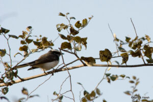 White chested fantail flycatcher