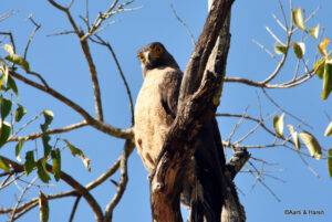 serpent eagle