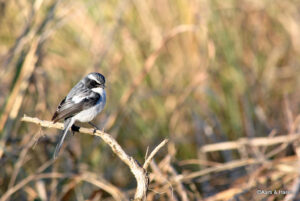 delhi to jim corbett road trip