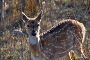 delhi to jim corbett road trip