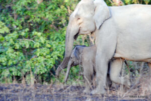 delhi to jim corbett road trip