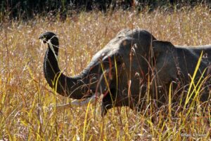 delhi to jim corbett road trip