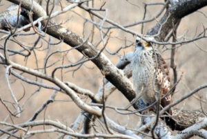 delhi to ranthambore road trip