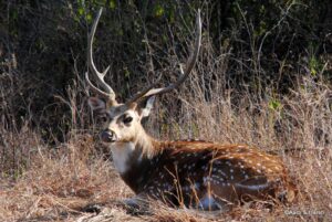 delhi to ranthambore road trip