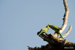 parrots in ranthambore national park