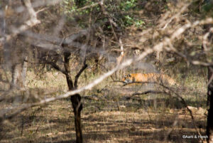 T39 Tiger sighting in ranthambore national park