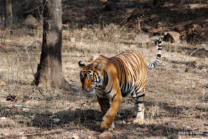 T39 Tiger sighting in ranthambore national park