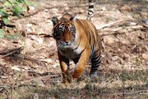 T39 Tiger sighting in ranthambore national park
