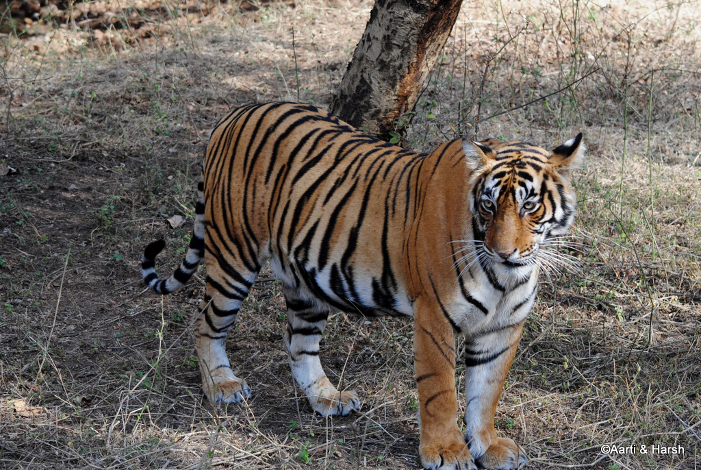 T39 Tiger sighting in ranthambore national park