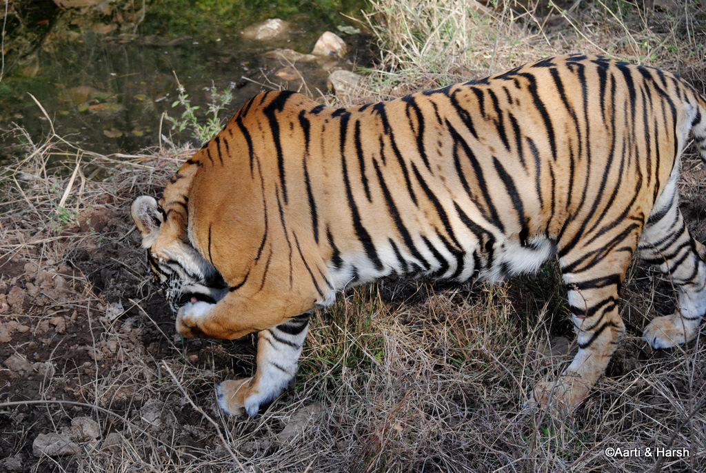 T39 Tiger sighting in ranthambore national park