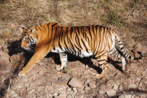 T39 Tiger sighting in ranthambore national park