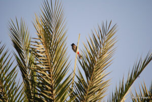 T39 Tiger sighting in ranthambore national park