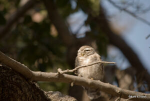 T39 Tiger sighting in ranthambore national park