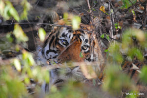 T39 Tiger sighting in ranthambore national park