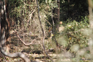 road trip to ranthambore