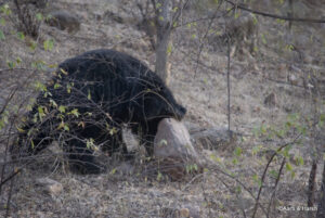 A sloth bear in Ranthambore
