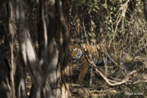 road trip to ranthambore