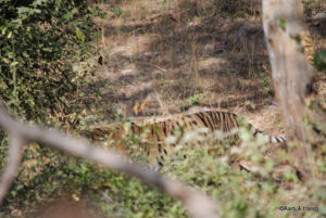 road trip to ranthambore