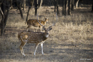 road trip to ranthambore